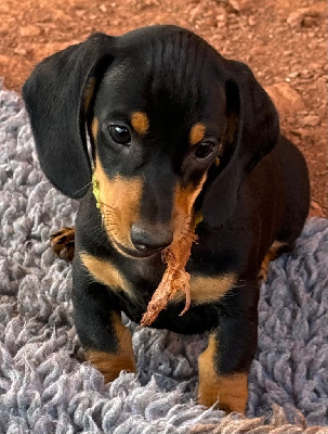 Les chiots de Teckel poil ras