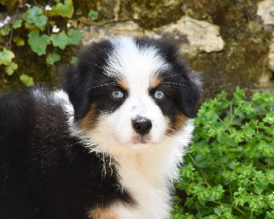 Les chiots de Berger Australien