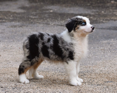 Les chiots de Berger Australien