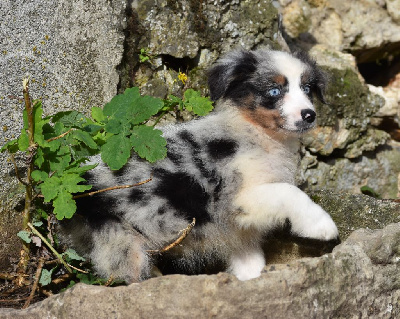 Les chiots de Berger Australien