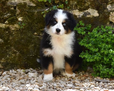 Les chiots de Berger Australien