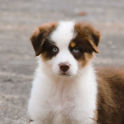 Les chiots de Berger Australien