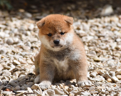 Les chiots de Shiba