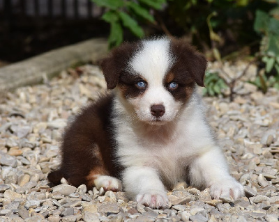 Les chiots de Berger Australien