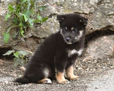 Les chiots de Shiba