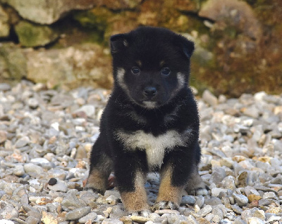 Les chiots de Shiba