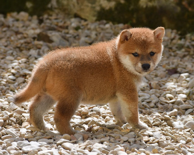 Les chiots de Shiba