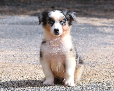 Les chiots de Berger Australien