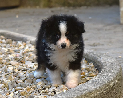 Les chiots de Berger Américain Miniature 