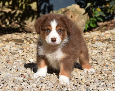 Les chiots de Berger Australien