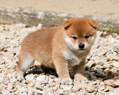 Les chiots de Shiba