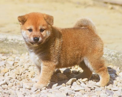 Les chiots de Shiba