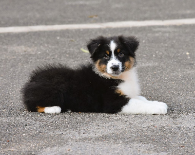 Les chiots de Berger Australien