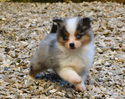 Les chiots de Berger Américain Miniature 