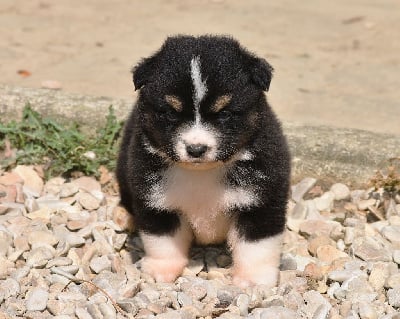 Les chiots de Berger Américain Miniature 