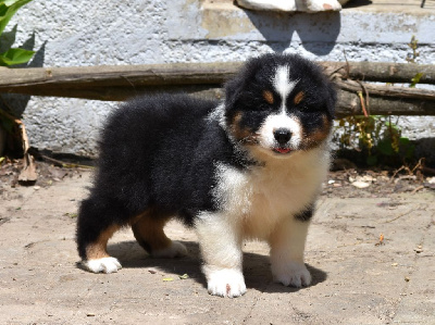 Les chiots de Berger Australien