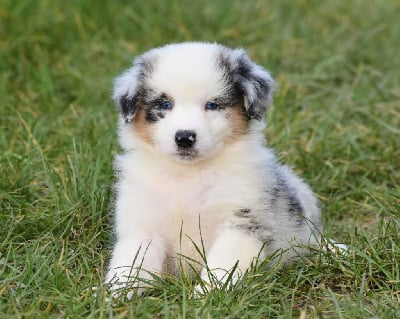 Les chiots de Berger Australien