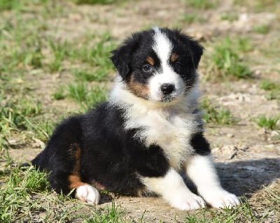 Les chiots de Berger Australien