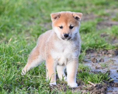 Les chiots de Shiba