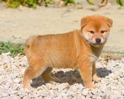 Les chiots de Shiba