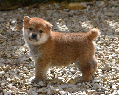 Les chiots de Shiba