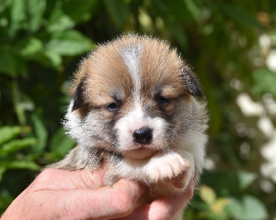 Les chiots de Welsh Corgi Pembroke