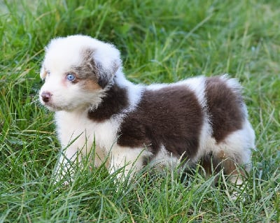 Les chiots de Berger Australien