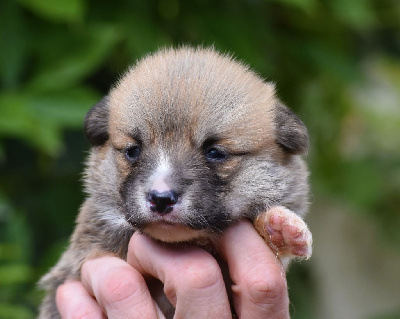 Les chiots de Welsh Corgi Pembroke