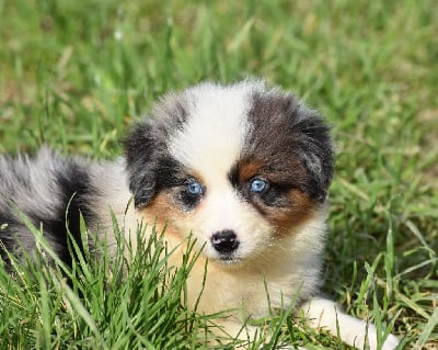 Les chiots de Berger Australien