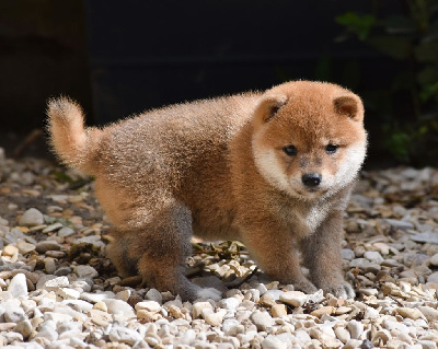 Les chiots de Shiba