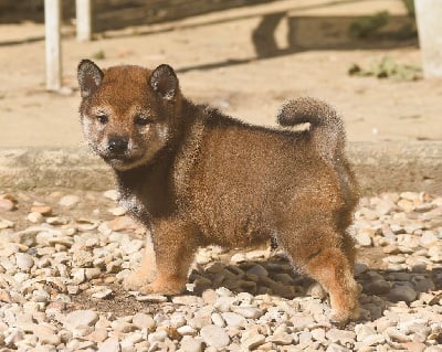 Les chiots de Shiba