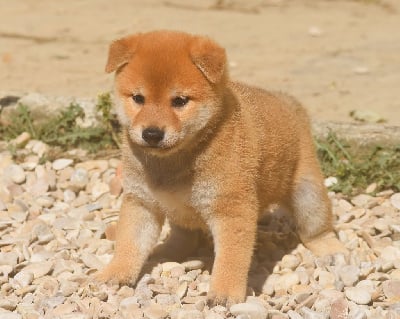 Les chiots de Shiba