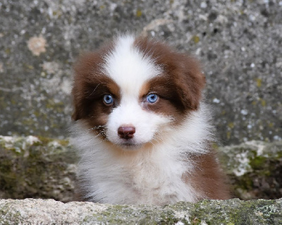 Les chiots de Berger Australien