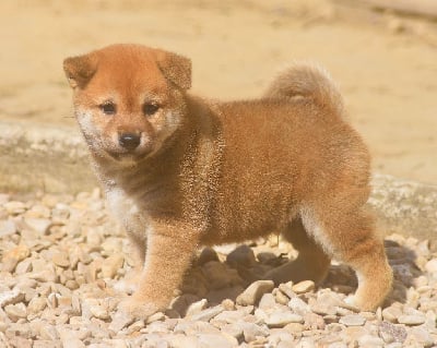 Les chiots de Shiba