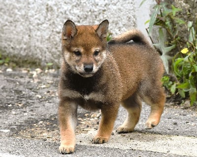 Les chiots de Shiba