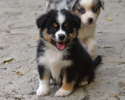 Les chiots de Berger Américain Miniature 