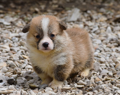 Les chiots de Welsh Corgi Pembroke