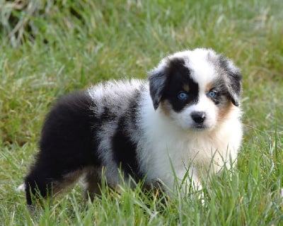 Les chiots de Berger Australien