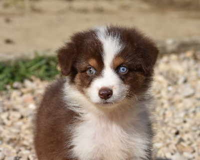 Les chiots de Berger Australien