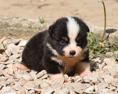 Les chiots de Berger Américain Miniature 