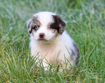 Les chiots de Berger Australien