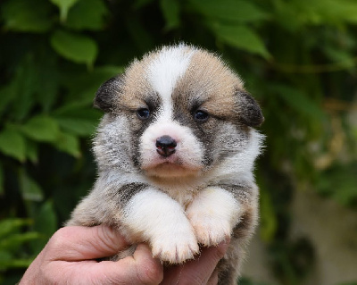 Les chiots de Welsh Corgi Pembroke