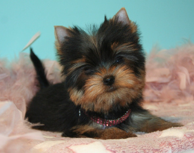 V***** - Yorkshire Terrier