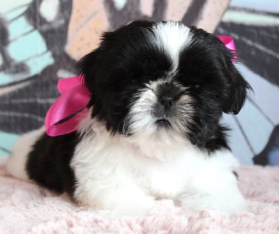 Les chiots de Shih Tzu