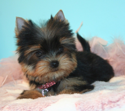 Les chiots de Yorkshire Terrier