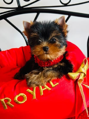 CHIOT 1 - Yorkshire Terrier