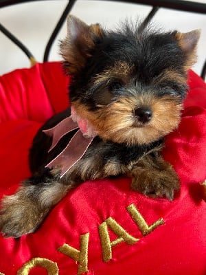 Les chiots de Yorkshire Terrier