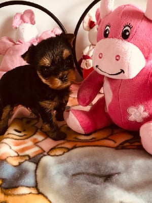 Les chiots de Yorkshire Terrier