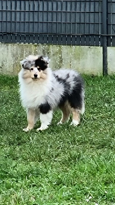 Les chiots de Colley à poil long