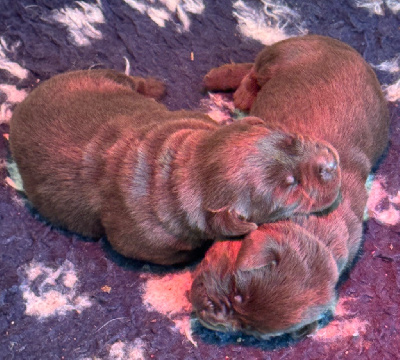 Les chiots de Labrador Retriever